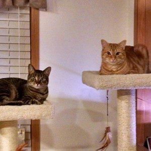 Meet your Posher, Holly